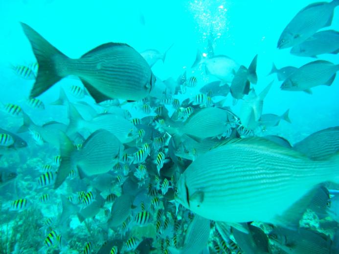 the worlds ten best places to scuba dive